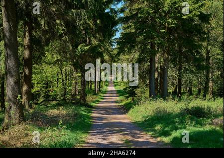 sentier de randonnée,printemps,rennsteig,großer inselsberg,bad tabarz,forêt thuringeoise,thuringe,allemagne Banque D'Images