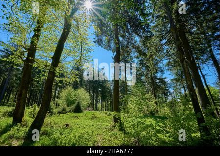 forêt,soleil,source,großer inselsberg,bad tabarz,forêt thuringeoise,thuringe,allemagne Banque D'Images