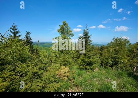 forêt,printemps,großer inselsberg,bad tabarz,forêt thuringeoise,thuringe,allemagne Banque D'Images