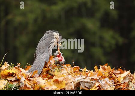 Oiseau de proie Faucon pèlerin, Falco peregrinus, avec tueur de faisans sur le sol dans les feuilles d'automne orange, République tchèque Banque D'Images