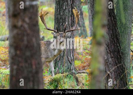 cerf de virginie dans la forêt,cervus dama,automne,hesse,allemagne,europe Banque D'Images