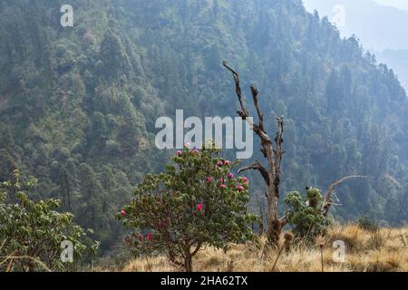 Printemps dans l'Himalaya i le meilleur moment pour la recherche de fleurs de rhododendrons arbres Banque D'Images