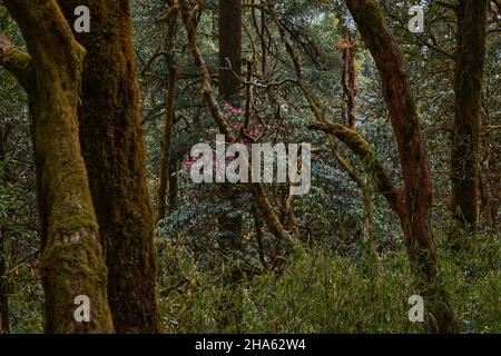 Printemps dans l'Himalaya i le meilleur moment pour la recherche de fleurs de rhododendrons arbres Banque D'Images