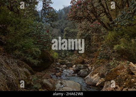 Printemps dans l'Himalaya i le meilleur moment pour la recherche de fleurs de rhododendrons arbres Banque D'Images