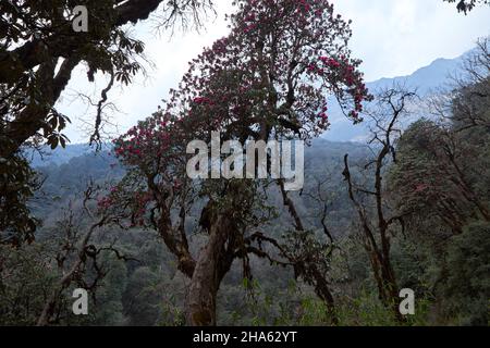 Printemps dans l'Himalaya i le meilleur moment pour la recherche de fleurs de rhododendrons arbres Banque D'Images