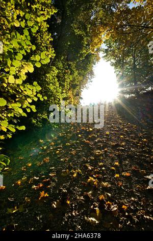 allemagne,bavière,haute-bavière,quartier altötting,trottoir escarpé dans le parc de la ville 'im gries',arbres à feuilles caduques,rétroéclairage,soleil,feuilles d'automne Banque D'Images