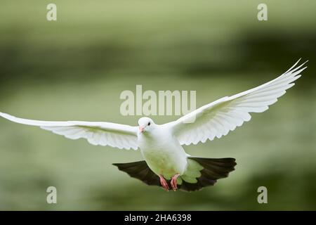 pigeons de feral ou pigeons de ville (columba livia domestica),blanc,approche,bavière,allemagne Banque D'Images