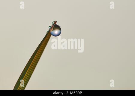 gouttes de rosée, gouttes d'eau sur les lames d'herbe dans un pré,bavière,allemagne Banque D'Images