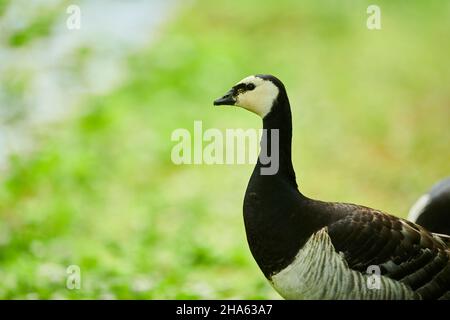 bernache de barnacle (branta leucopsis),portrait,bavière,allemagne Banque D'Images