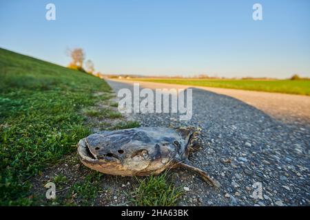 le poisson-chat européen mort (silurus glanis) se trouve à côté d'une route près du danube, de la bavière, de l'allemagne Banque D'Images