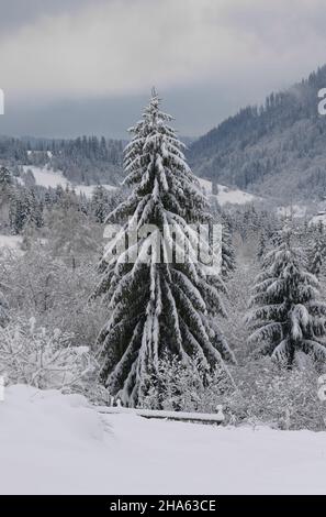 Beau pin recouvert de neige sur les montagnes carpathes Banque D'Images