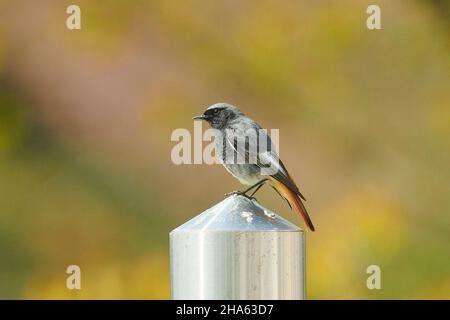 black redstart (phoenicurus ochruros),mâle sur une lampe de jardin,bavière,allemagne,europe Banque D'Images