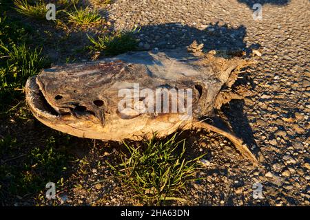 le poisson-chat européen mort (silurus glanis) se trouve à côté d'une route près du danube, de la bavière, de l'allemagne Banque D'Images