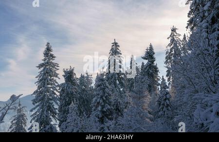 Vue sur les pins enneigés des montagnes Carpathian en Ukraine Banque D'Images