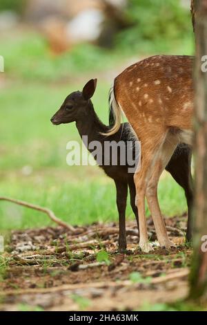 cerf de virginie (dama dama),veau,forêt,debout Banque D'Images