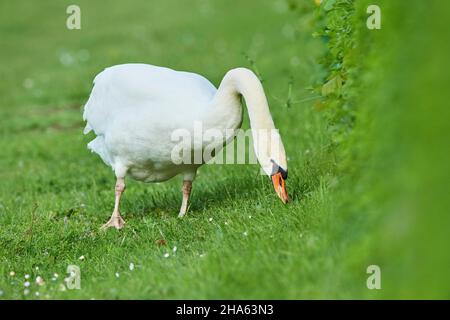 muet cygne (cygnus olor), mange dans un pré, bavière, allemagne Banque D'Images