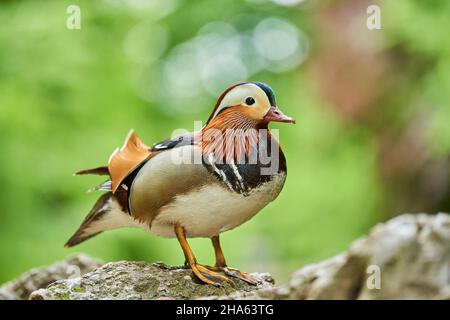 canard mandarin (aix galericulata) mâle debout sur une pierre,bavière,allemagne Banque D'Images