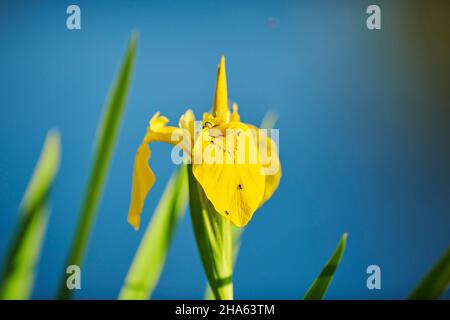 iris marécageux (pseudacorus iris), iris jaune ou drapeau de l'eau, floraison sur les rives du danube au printemps, bavière, allemagne Banque D'Images