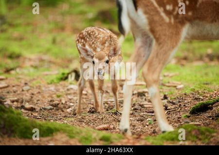 cerf de virginie (dama dama),veau,forêt,debout,regardant la caméra Banque D'Images