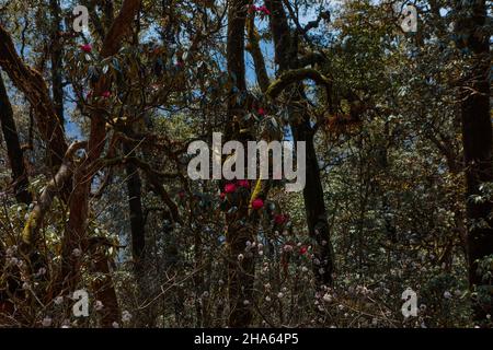Le printemps dans l'Himalaya est le meilleur moment pour la recherche de fleurs de rhododendrons arbres Banque D'Images