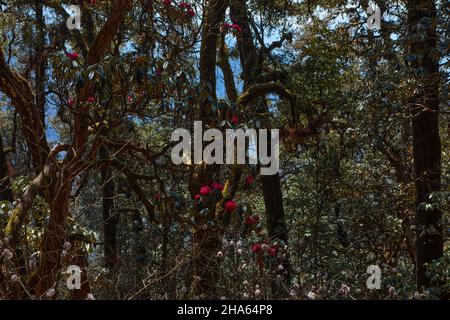 Le printemps dans l'Himalaya est le meilleur moment pour la recherche de fleurs de rhododendrons arbres Banque D'Images