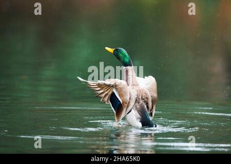 mallard (anas platyrhynchos),drake,se secoue sur un lac de bavière,allemagne Banque D'Images