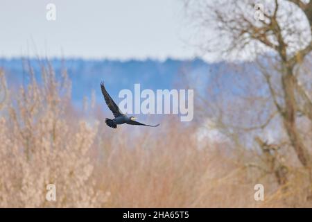 cormorant volant (phalacrocorax carbo),bavière,allemagne Banque D'Images