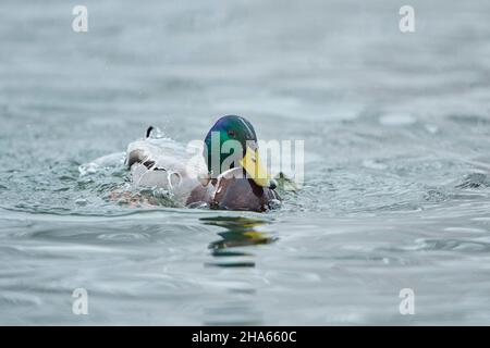 mallard (anas platyrhynchos),drake,se secoue sur un lac de bavière,allemagne Banque D'Images