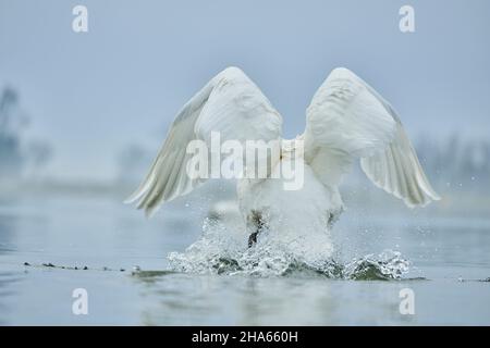 muet cygne (cygnus olor) de derrière, lancer, bavière, allemagne Banque D'Images