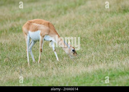antilope à talon noir (aepyceros melampus),prairie,sur les côtés,debout Banque D'Images