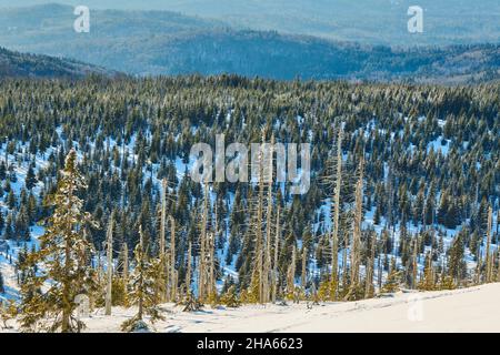 vue,sprint gemine (picea abies) en hiver sur le mont lusen,forêt bavaroise,bavière,allemagne Banque D'Images