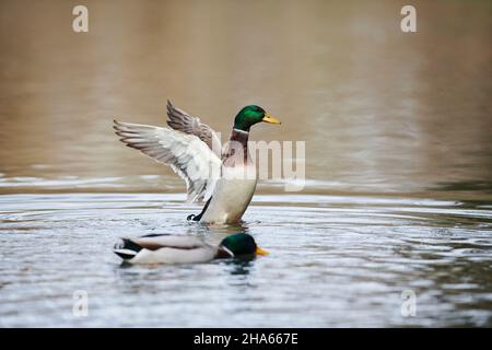 mallard (anas platyrhynchos),drake,se secoue sur un lac de bavière,allemagne Banque D'Images