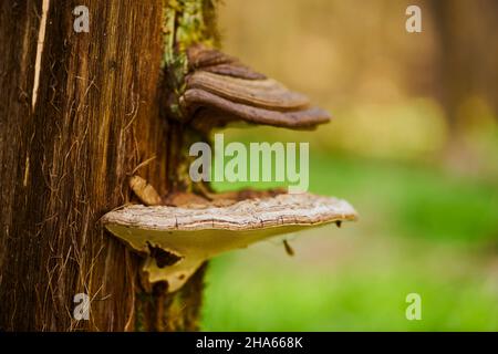 champignon de l'urine (fomes fomentarius) sur un tronc de hêtre mort (fagus),bavière,allemagne,europe Banque D'Images