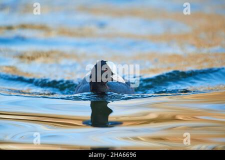 coot ou coot (fulica atra) naque sur un lac, bavière, allemagne Banque D'Images