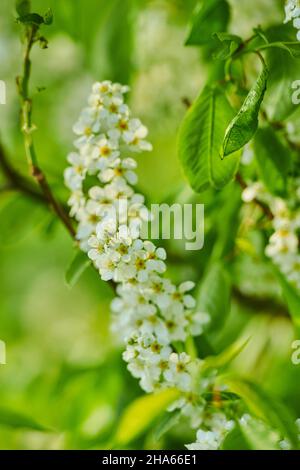 cerisier d'oiseau commun, cerisier d'oiseau commun ou cerisier de raisin (prunus pavus,pagus avium), fleurs,bavière,allemagne,europe Banque D'Images