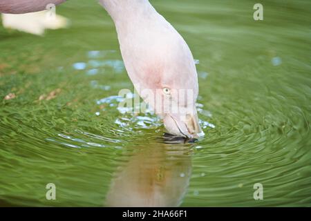 chileflamango ou flamango chilien (phoenicopterus chilensis),portrait,mangeant,occurrence en amérique du sud,allemagne,europe Banque D'Images