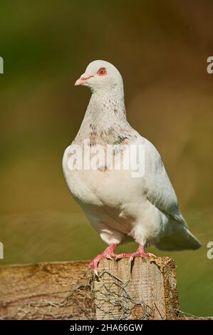 pigeon féral ou pigeon de ville (columba livia domestica),blanc,s'étire de ses ailes,bavière,allemagne Banque D'Images