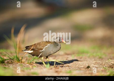 rail d'étang commun (gallinula chloropus) dans un pré,franconie,bavière,allemagne Banque D'Images