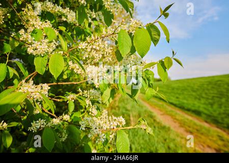 cerisier d'oiseau commun, cerisier d'oiseau commun ou cerisier de raisin (prunus pavus,pagus avium), fleurs,bavière,allemagne,europe Banque D'Images