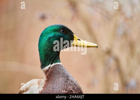 mallard (anas platyrhynchos),drake,portrait,bavière,allemagne Banque D'Images