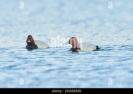 pomchard (aythya ferina), homme nageant sur un lac, bavière, allemagne Banque D'Images