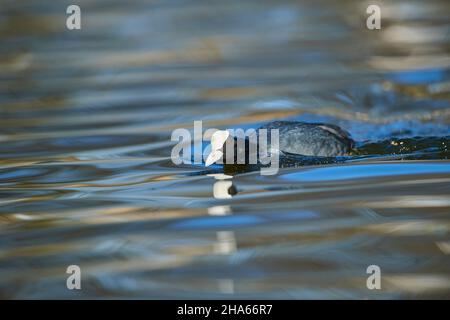 coot ou coot (fulica atra) naque sur un lac, bavière, allemagne Banque D'Images