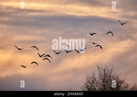 oie égyptienne (alopochen aegyptiaca), vol au coucher du soleil, bavière, allemagne Banque D'Images