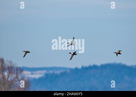 shoveler (spatule clypeata), homme et femme en vol, bavière, allemagne Banque D'Images