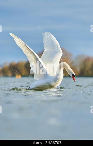 mute swan (cygnus olor),lancement,bavière,allemagne Banque D'Images