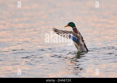 mallard (anas platyrhynchos),drake,se secoue sur un lac de bavière,allemagne Banque D'Images