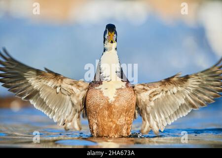 mallard (anas platyrhynchos),drake,se secoue sur un lac de bavière,allemagne Banque D'Images