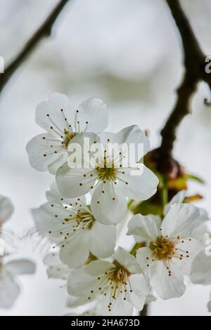 cerisier aigre (prunus cerasus),floraison,bavière,allemagne Banque D'Images