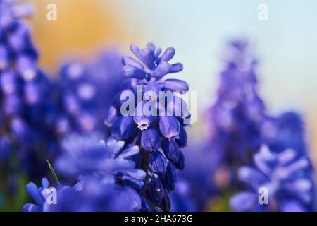 jacinthes de raisin (muscari armeniacum),bavière,allemagne Banque D'Images