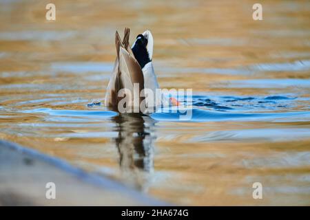 mallard (anas platyrhynchos), drake rooting dans un lac de bavière, allemagne Banque D'Images